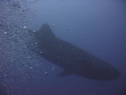 Whale Shark. I was swimming along the wall and looked out... by Sheryl Checkman 